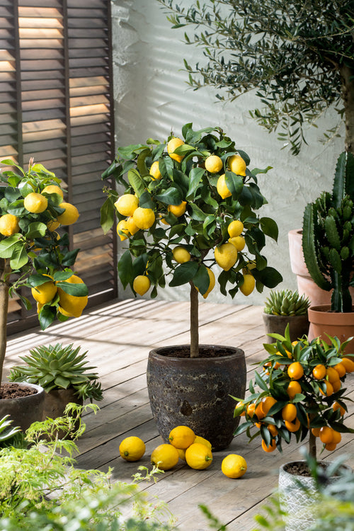 Citronnier 'Citrus Limon' Sur Tige - Plantes D'Intérieur + Extérieur