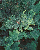 181 · Étiquette Parfumée · Hinoki