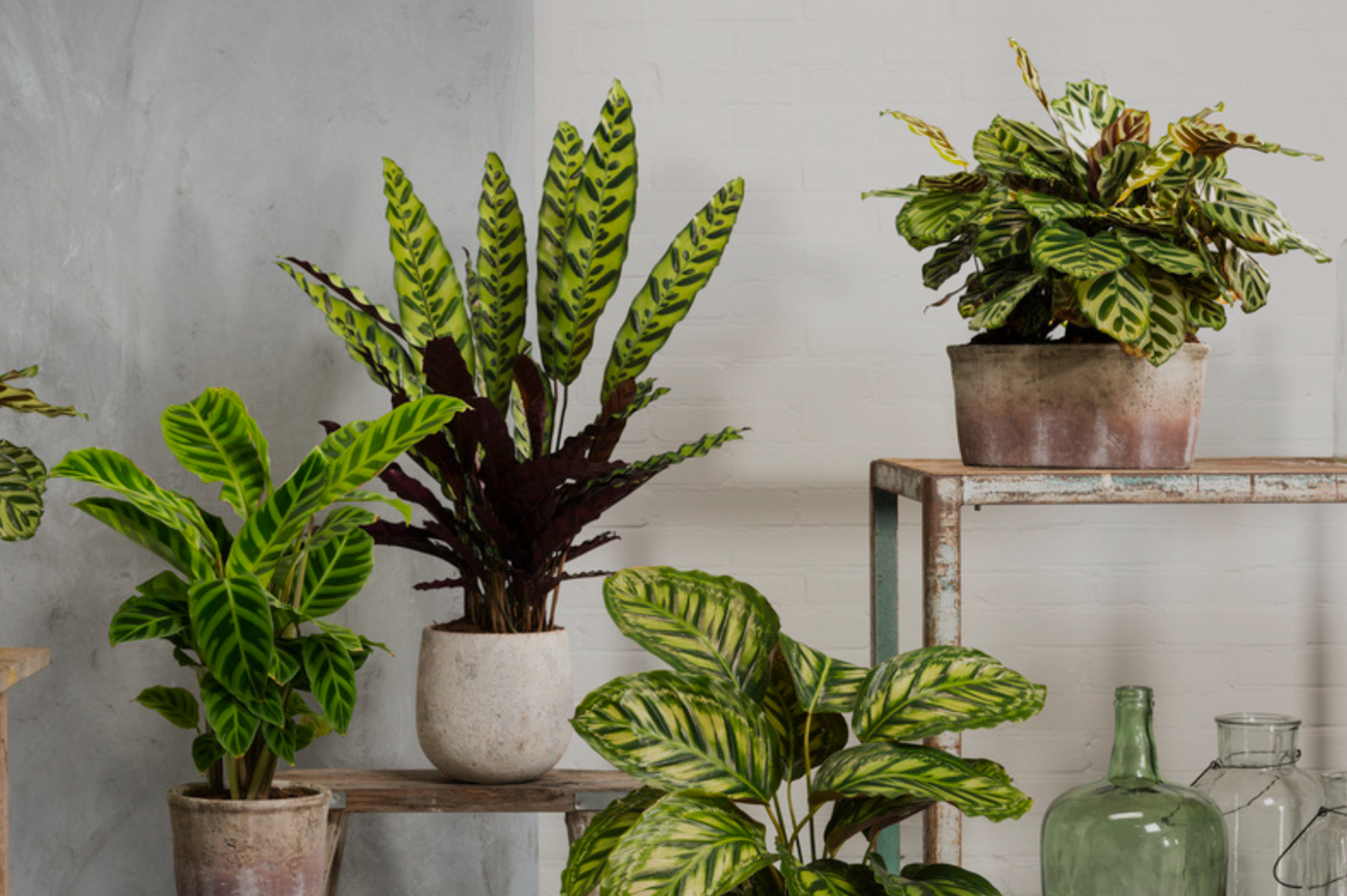 PERFECT PLANT en soldes chez THE BRADERY