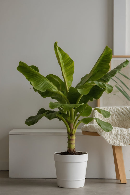 Bananier Rustique Xl - Plantes D'Extérieur