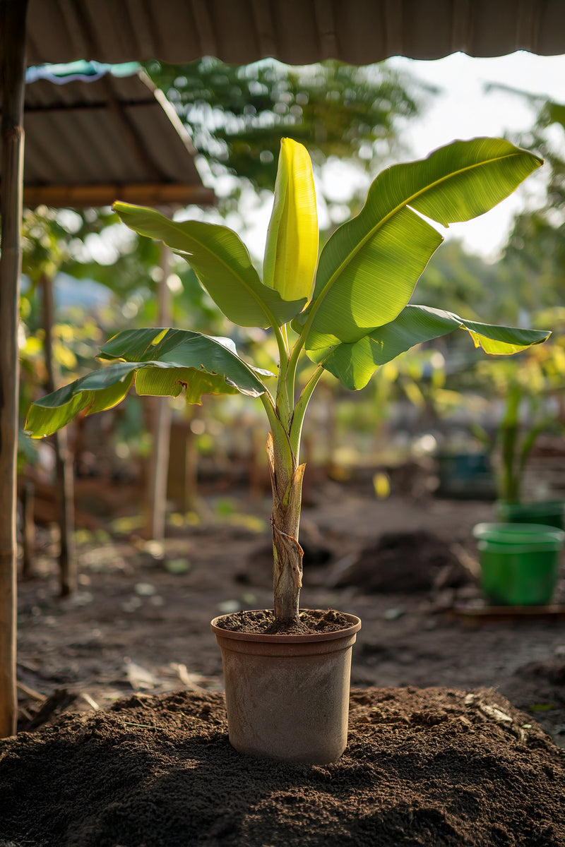 Bananier Rustique Xl - Plantes D'Extérieur