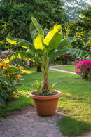 Bananier Rustique Xl - Plantes D'Extérieur