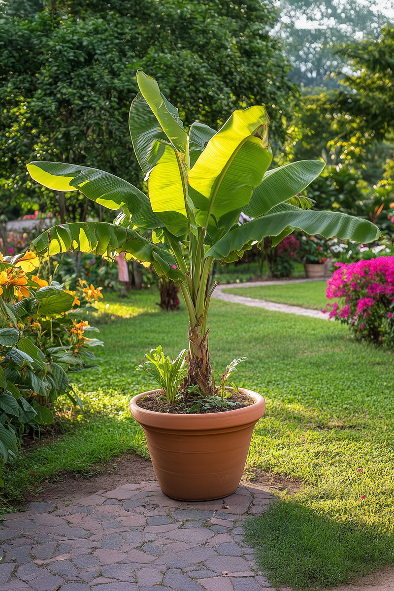 Bananier Rustique Xl - Plantes D'Extérieur