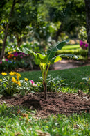 Bananier Rustique Xl - Plantes D'Extérieur