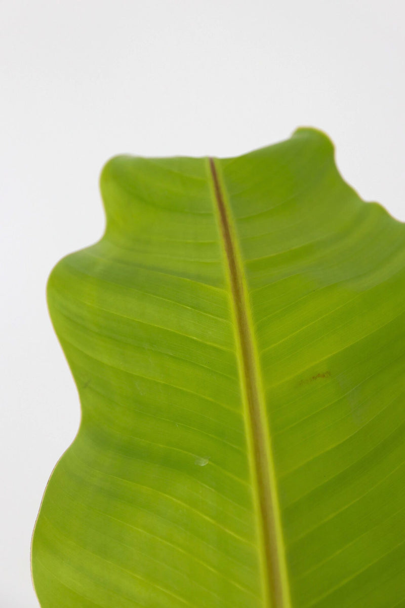 Bananier Rustique Xl - Plantes D'Extérieur