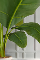 Bananier Rustique Xl - Plantes D'Extérieur