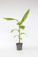 Bananier Rustique Xl - Plantes D'Extérieur