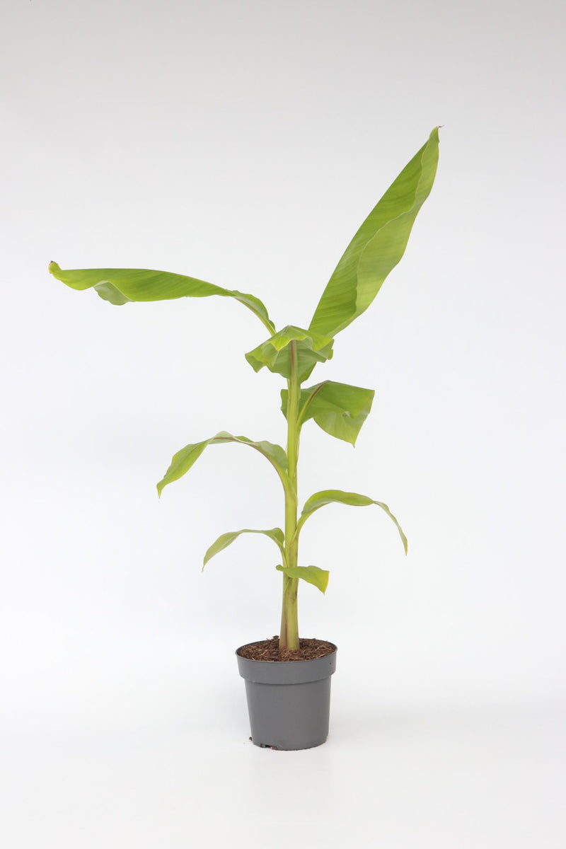 Bananier Rustique Xl - Plantes D'Extérieur