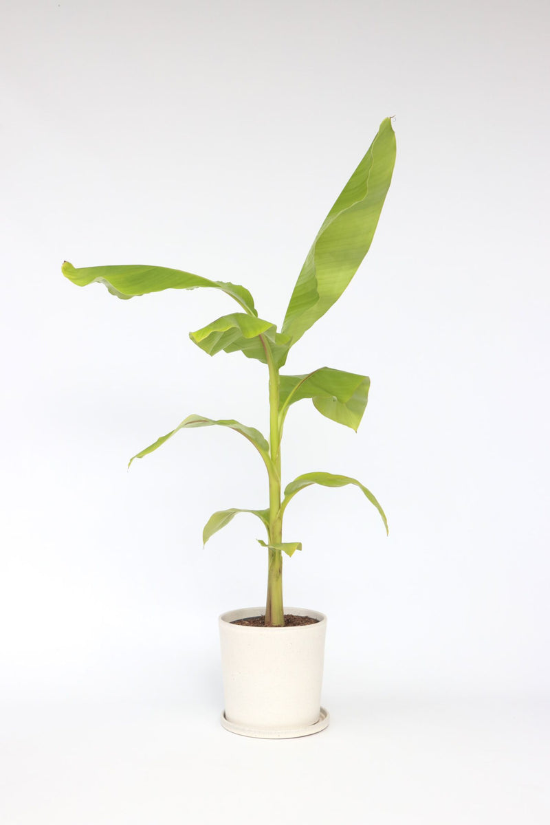 Bananier Rustique Xl - Plantes D'Extérieur