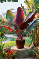 Bananier Rouge "Musa Maurelli" - Plantes D'Intérieur