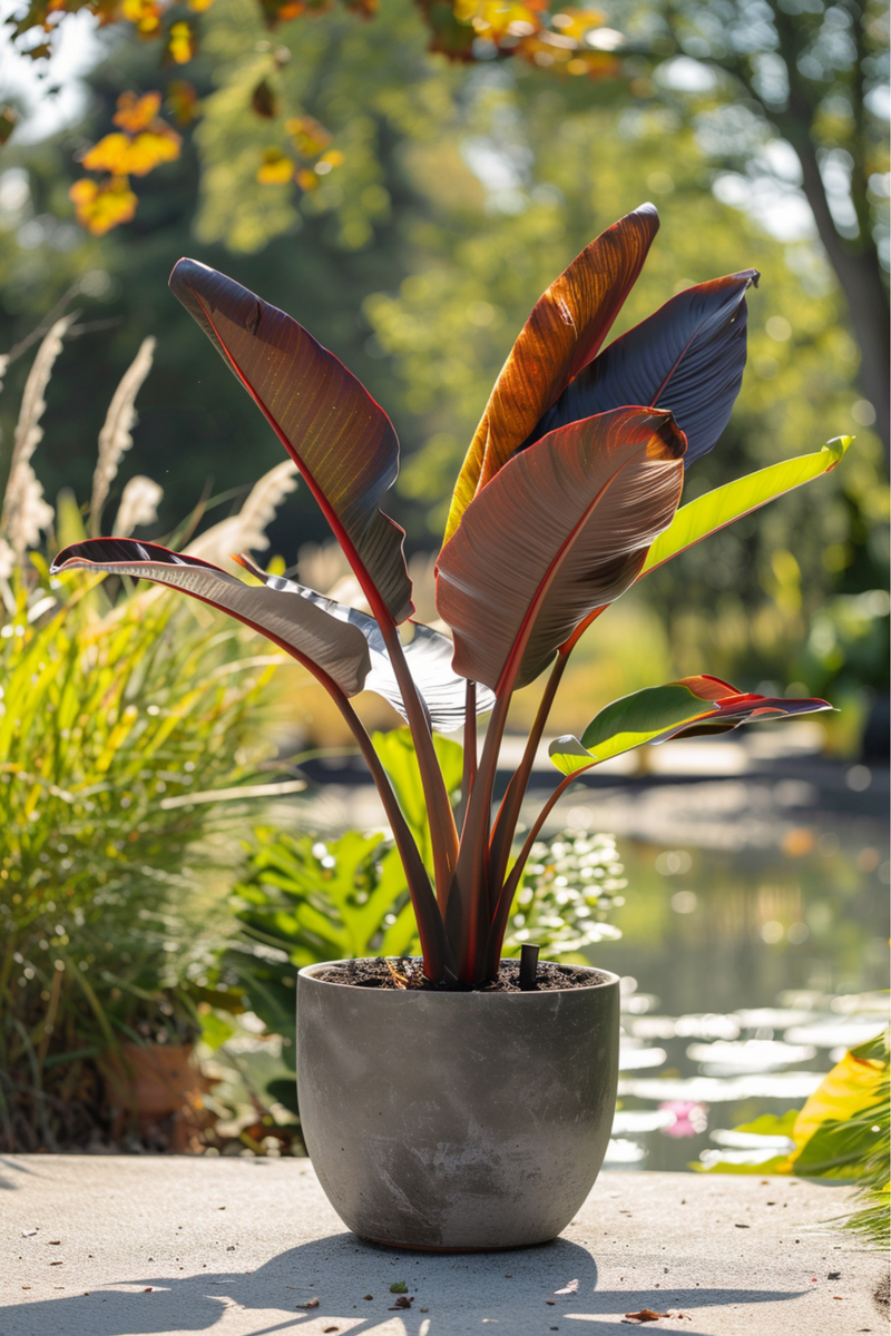 Bananier Rouge "Musa Maurelli" - Plantes D'Intérieur