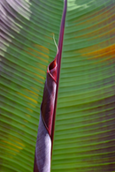 Bananier Rouge "Musa Maurelli" - Plantes D'Intérieur