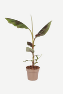 Bananier Rouge "Musa Maurelli" - Plantes D'Intérieur