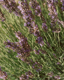 094 Nettoyant Pour Les Mains Et Le Corps & 124 Lait Pour Le Corps - Sauge / Romarin / Lavande