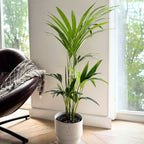 Palmier Kentia – Plante D'Intérieur