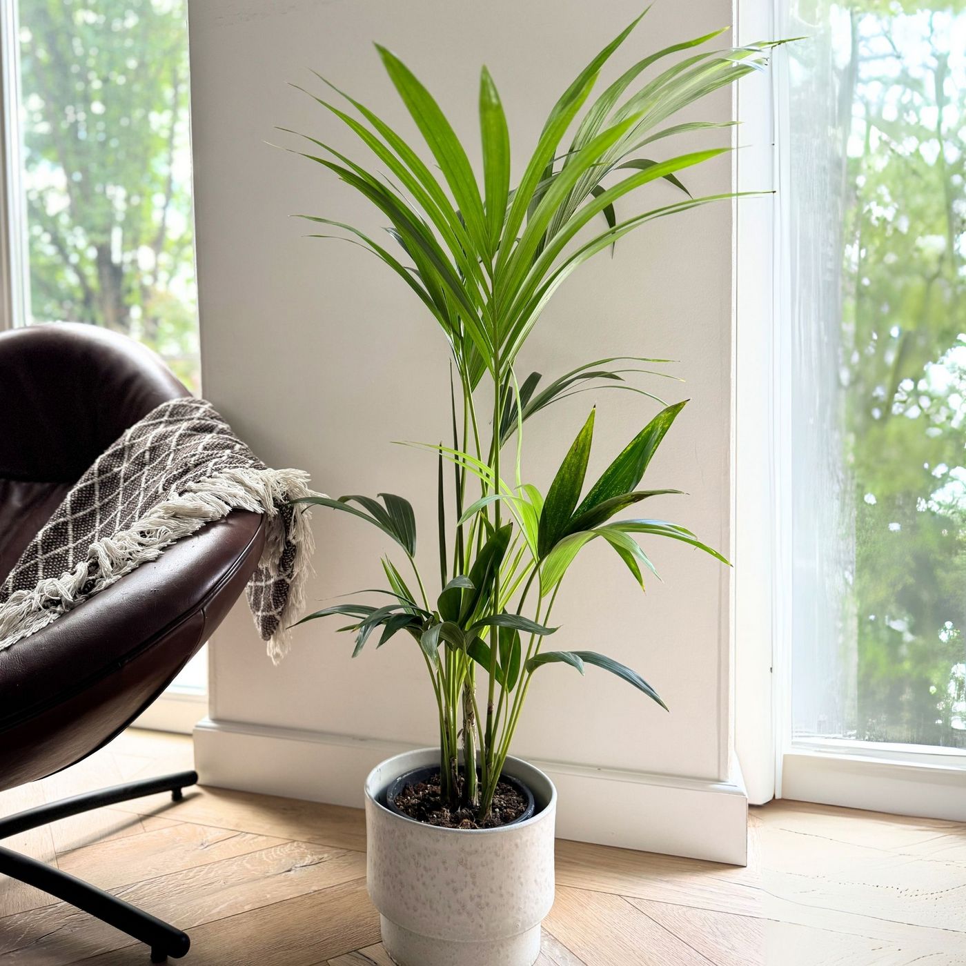 Palmier Kentia – Plante D'Intérieur
