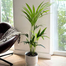 Kentia Palm