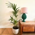 Palmier Kentia – Plante D'Intérieur