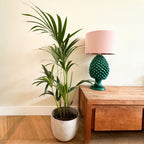 Palmier Kentia – Plante D'Intérieur