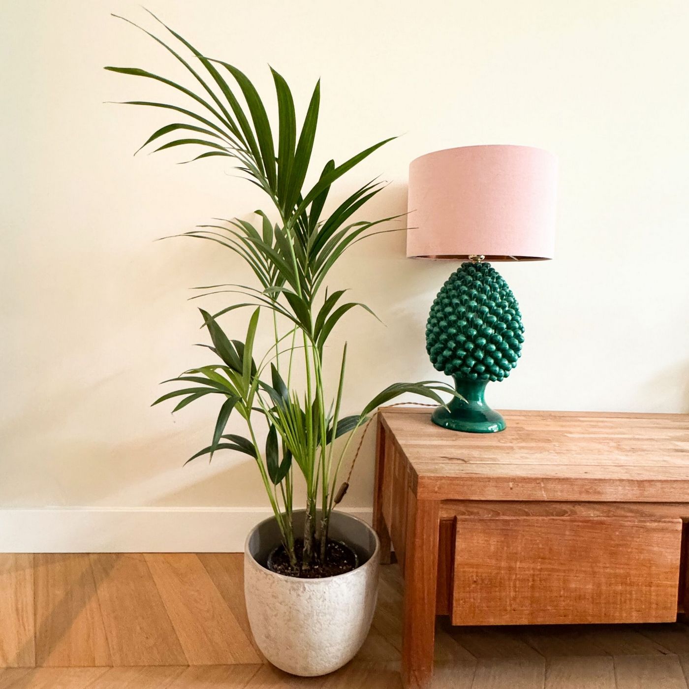 Palmier Kentia – Plante D'Intérieur