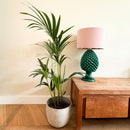 Kentia Palm