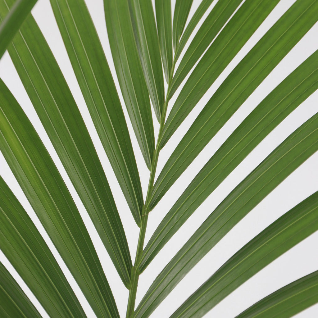 Palmier Kentia – Plante D'Intérieur