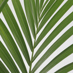 Palmier Kentia – Plante D'Intérieur