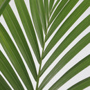 Kentia Palm