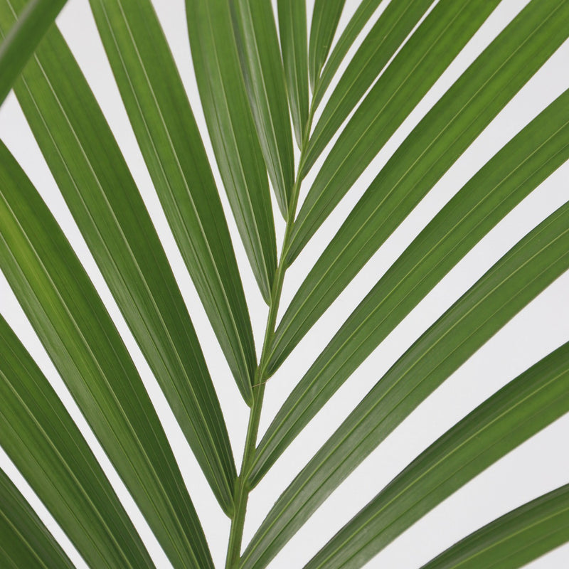 Kentia Palm