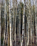 230 Shampooing & 234 Masque Pour Cheveux - Bouleau