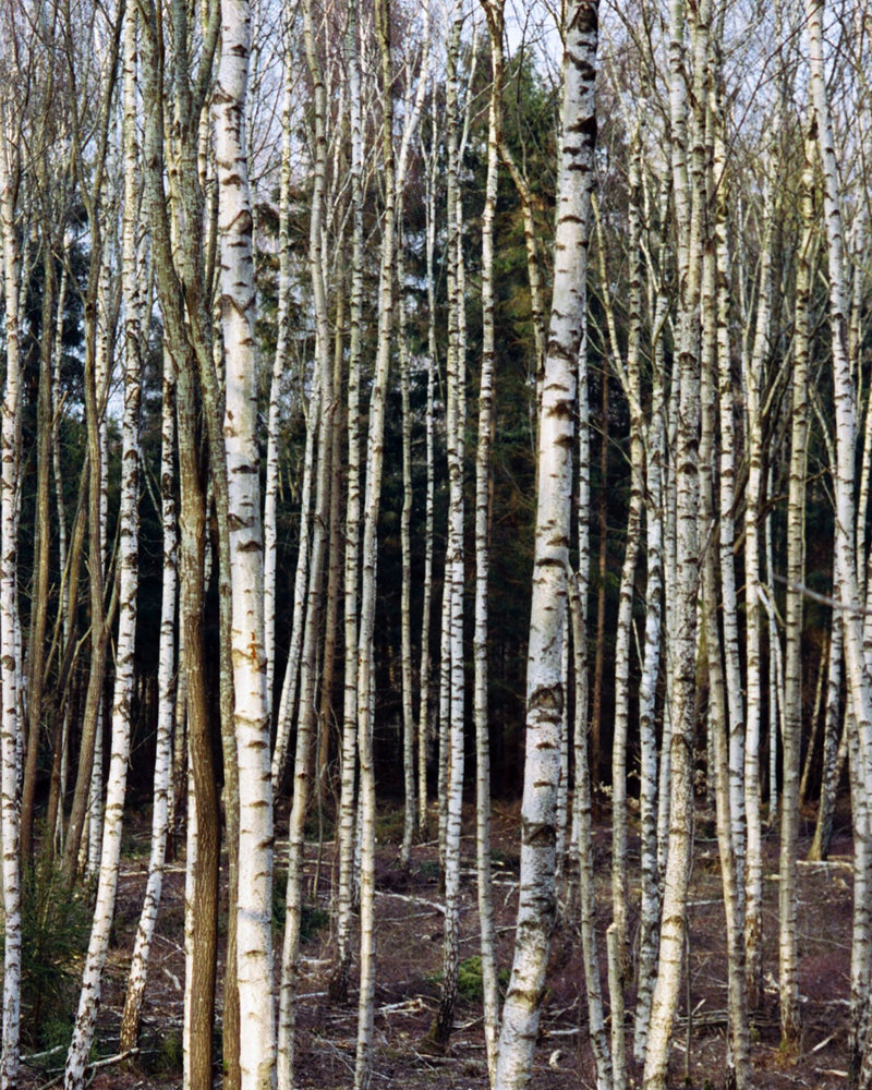 230 Shampooing & 234 Masque Pour Cheveux - Bouleau