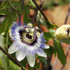 Lote de 2 pasifloras caeruleas