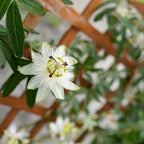 Lote de 2 pasifloras Constance Elli