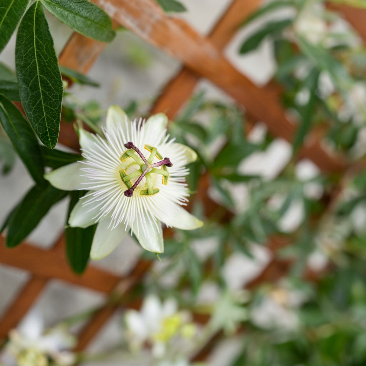 Lote de 2 pasifloras Constance Elli