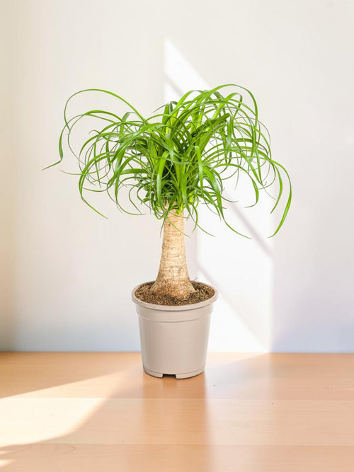 Beaucarnea recurvata - Tronco
