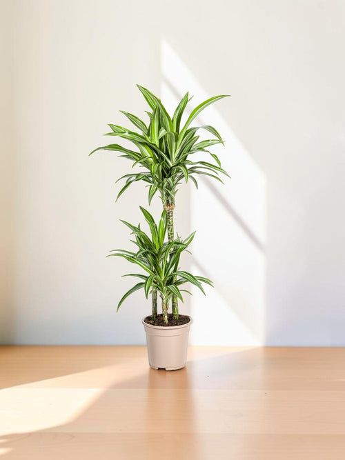 Dracaena raya blanca