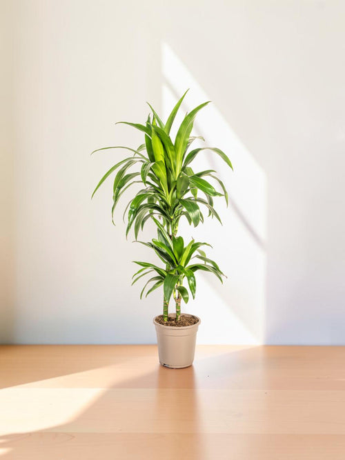 Dracena Lisa