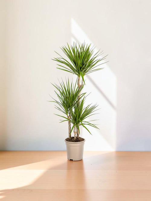 Dracaena marginata verde
