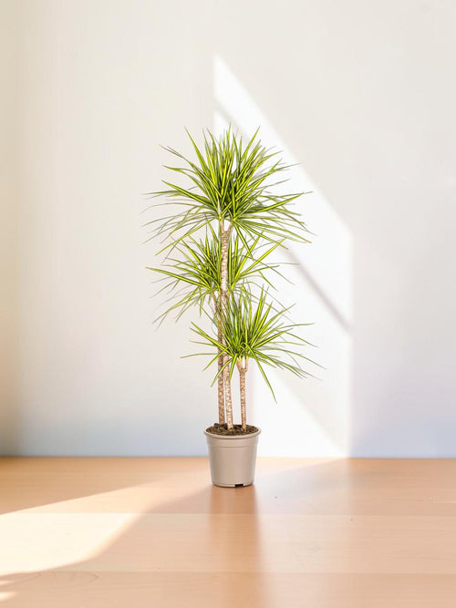 Dracaena marginata rayo de sol