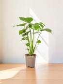 Monstera Deliciosa