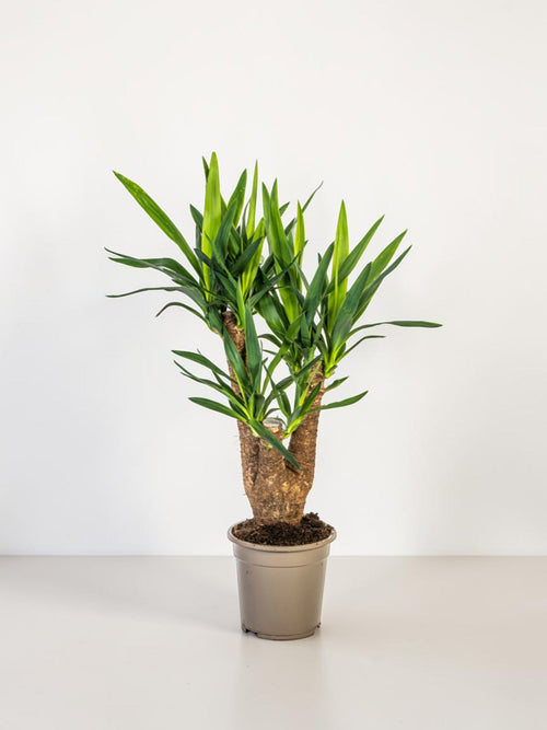Yuca Branchu (Vertakt)