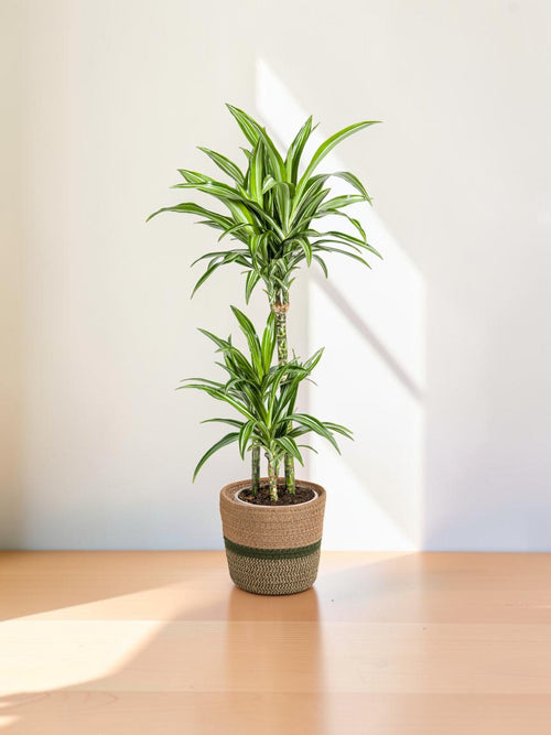 Dracaena Raya Blanca con macetero