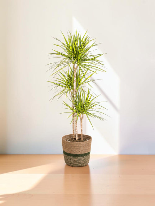 Dracaena Marginata Sunray con maceta