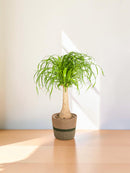 Beaucarnea Recurvata - Baúl con maceta