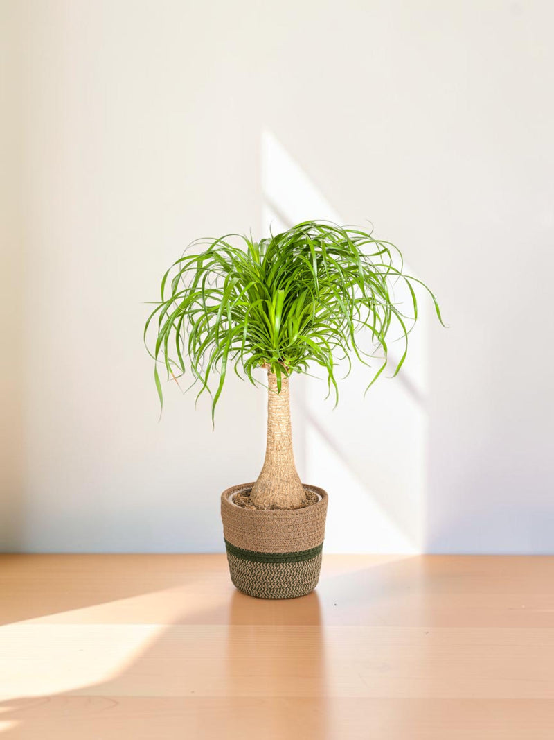 Beaucarnea Recurvata - Baúl con maceta