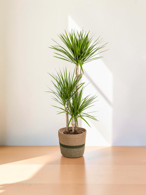 Dracaena Marginata Verde con maceta