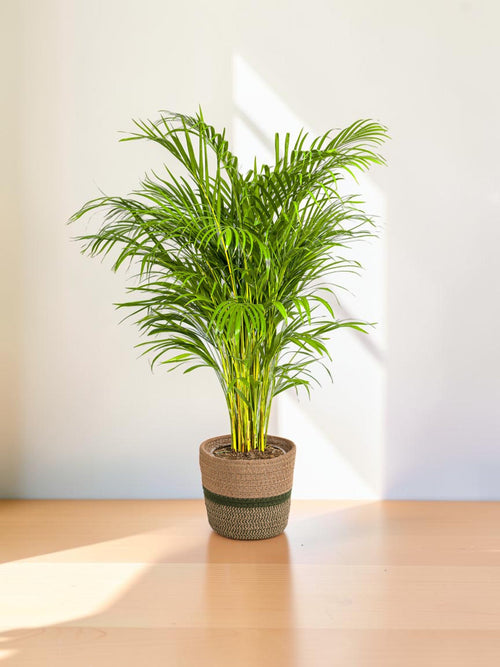 Palmera areca con maceta
