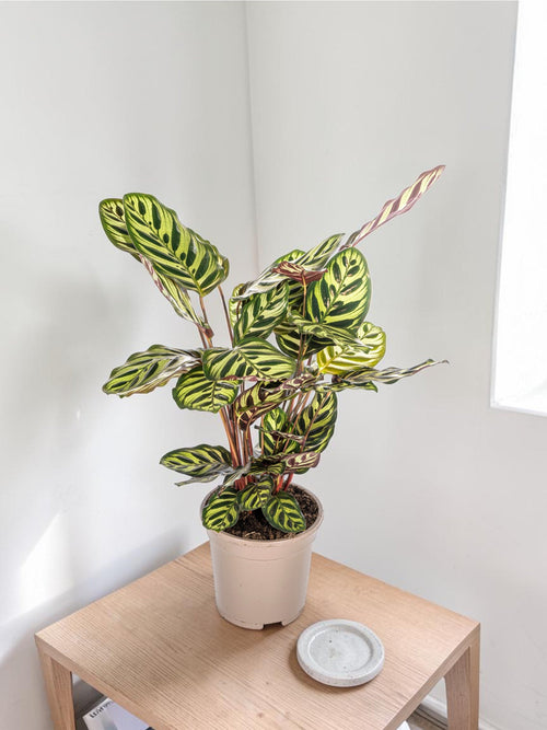 Calathea Makoyana