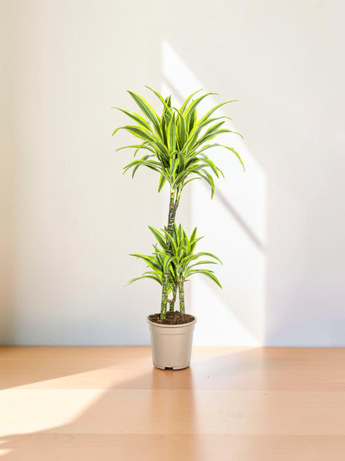 Dracaena Lima Limón