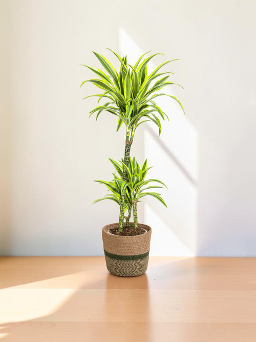 Dracaena Lima Limón con maceta